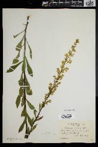 Solidago puberula image