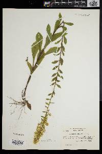 Solidago puberula image