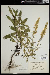 Solidago puberula image