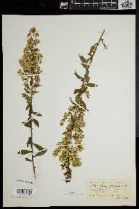 Solidago puberula image