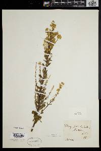 Solidago puberula image