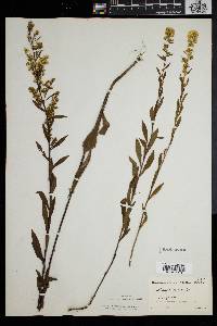 Solidago puberula image