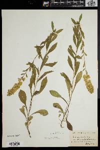 Solidago puberula image