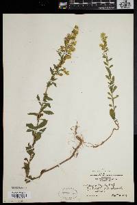 Solidago puberula image