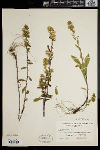 Solidago puberula image