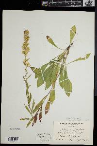 Solidago puberula image