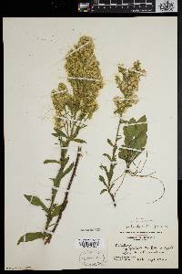 Solidago puberula image