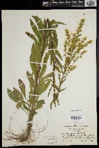 Solidago puberula image