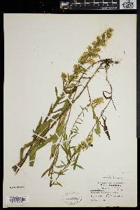 Solidago puberula image