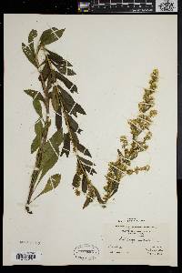 Solidago puberula image