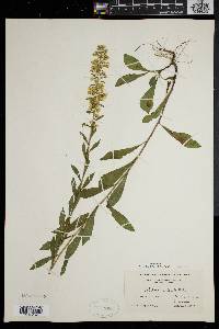 Solidago puberula image