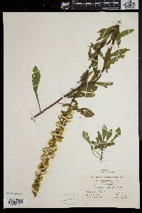 Solidago puberula image