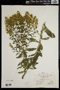 Solidago puberula image