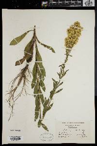 Solidago puberula image