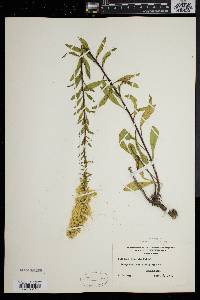 Solidago puberula image