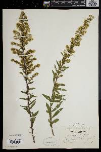 Solidago puberula image