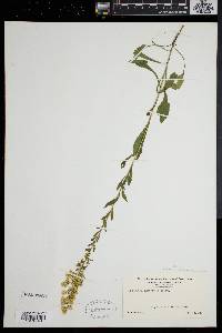 Solidago puberula image