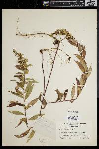 Solidago puberula image