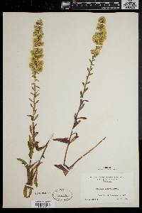 Solidago puberula image