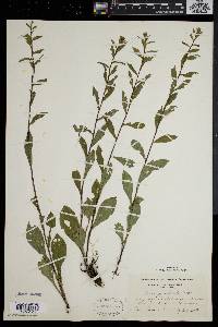 Solidago puberula image