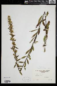 Solidago puberula image