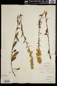 Solidago puberula image