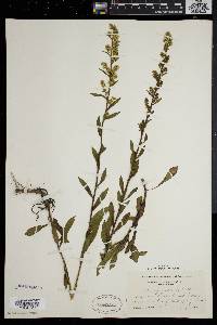 Solidago puberula image