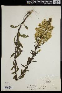 Solidago puberula image