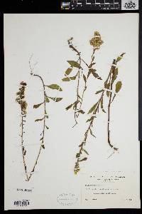 Solidago puberula image