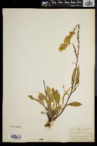 Solidago puberula image