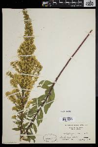 Solidago puberula image