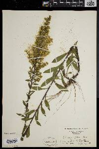 Solidago puberula image