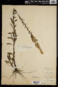 Solidago puberula image