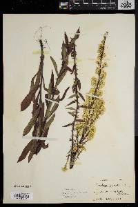 Solidago puberula image