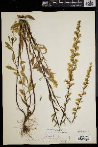 Solidago puberula image