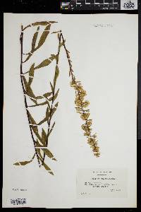 Solidago puberula image