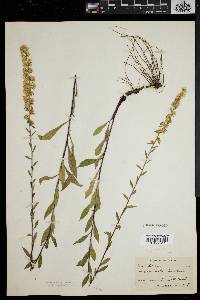 Solidago puberula image