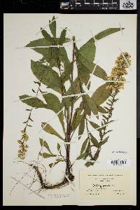 Solidago puberula image