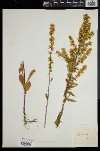 Solidago puberula image