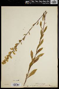 Solidago puberula image