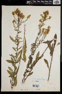 Solidago puberula image