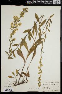 Solidago puberula image