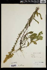 Solidago puberula image