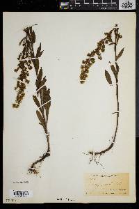 Solidago puberula image