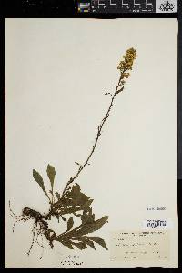 Solidago puberula image