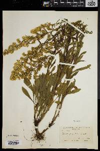 Solidago puberula image