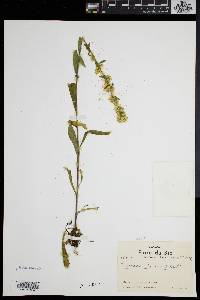 Solidago puberula image