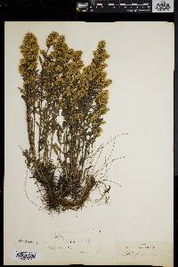 Solidago puberula image