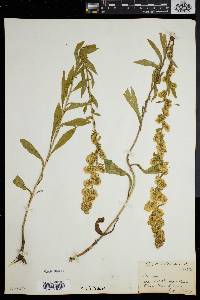 Solidago puberula image