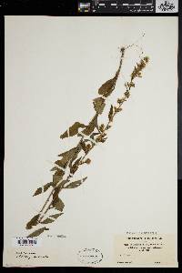 Solidago puberula image